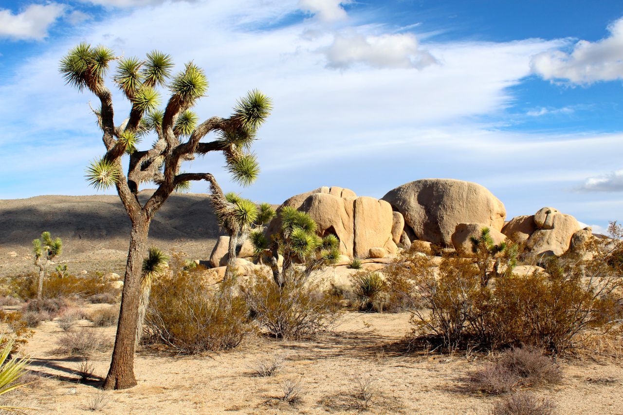 Joshua Tree National Park near Coachella Valley vacation rentals